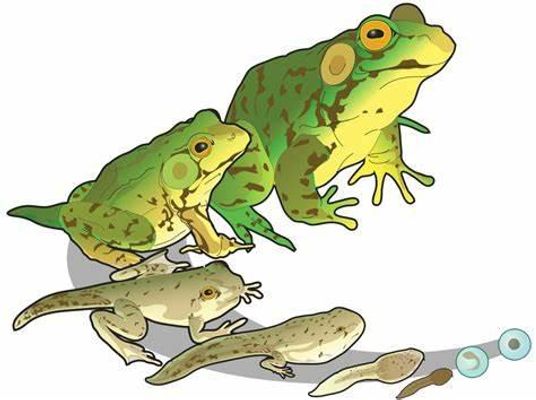 Hop To It: Amphibians Quiz