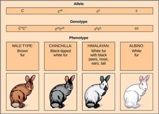 What Rabbit Personality Are You?