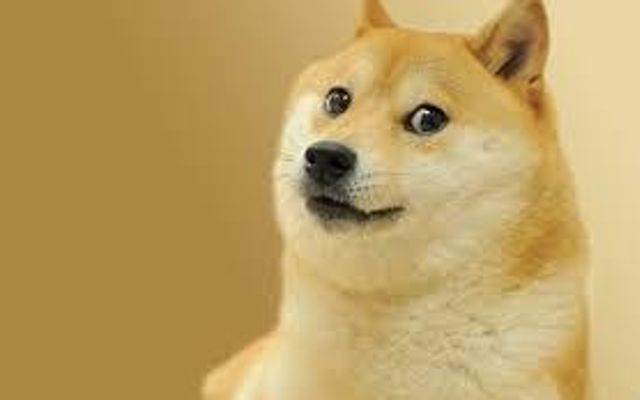 Are You A Doge?