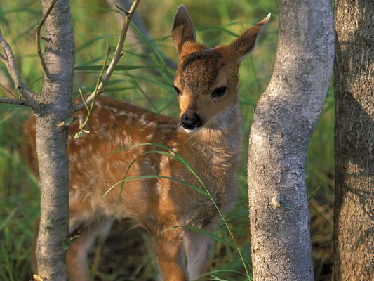 What forest animal are you?