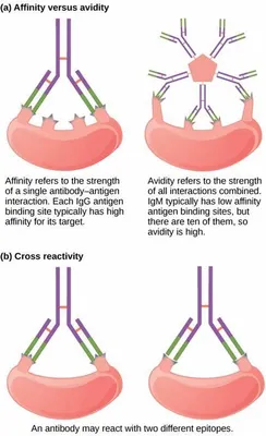 Challenging Immunology Quiz Challenging Immunology Quiz