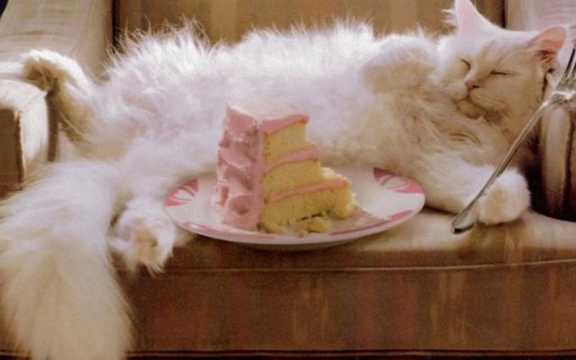 Does your cat eat cake?