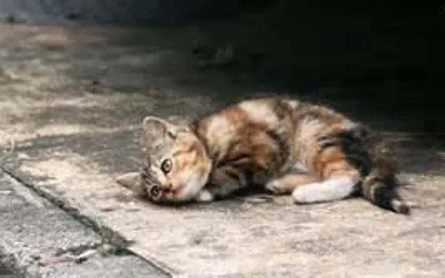 Love for a Cat Love for a Cat