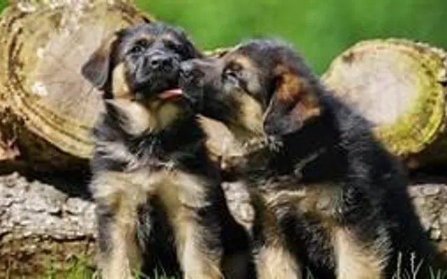 Forest rescue misson Forest rescue misson