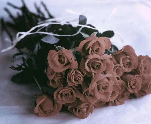 12 Blood Red Roses & More Than 67 Tears 12 Blood Red Roses & More Than 67 Tears