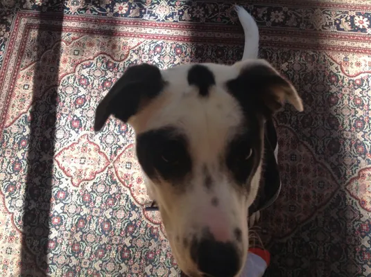 My Life at Camp Half Blood :) My Life at Camp Half Blood :)