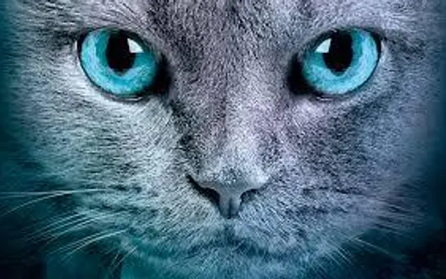 Warrior Cats Name Generator Warrior Cats Name Generator