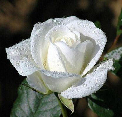 White Rose