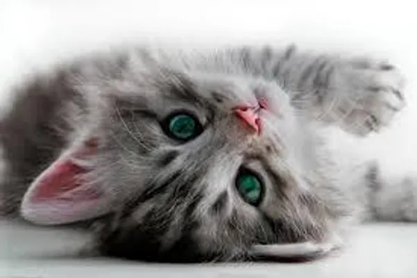 how to tell if you are a good cat owner how to tell if you are a good cat owner