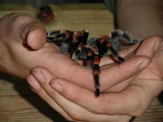 Rox Rox creapy crawies Rox Rox creapy crawies