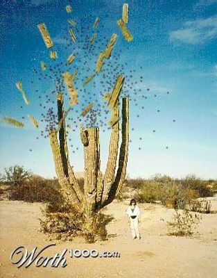 The Exploding Cactus