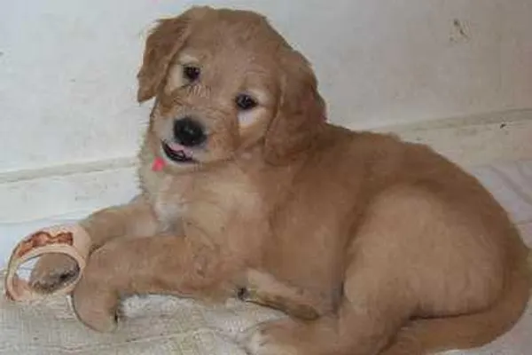 Domani the dog 2 Domani the dog 2