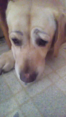 Out of Mustard Out of Mustard