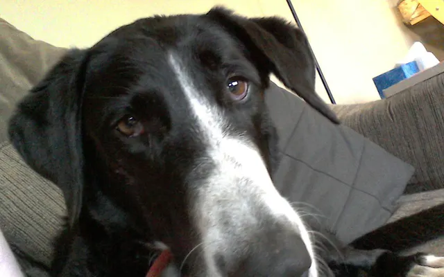 The dog who could not bark: the new pup The dog who could not bark: the new pup