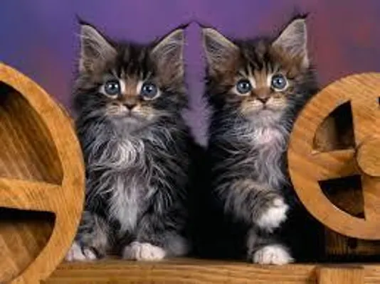 A Kitties favorite things and life A Kitties favorite things and life