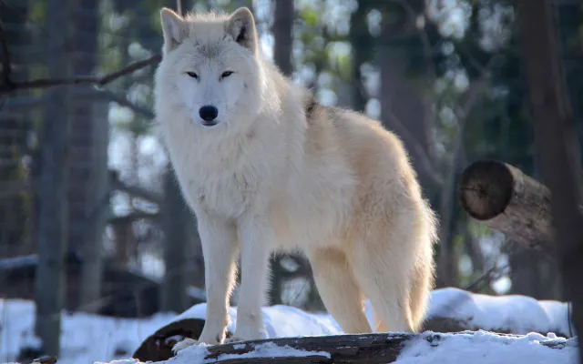 The White Wolf The White Wolf