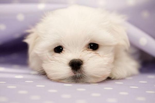 what is your opinion on the maltese breed? What's your opinion