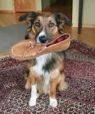 Has your dog ever stolen one of your shoes so now it's their favourite chew toy? It's happened to me.