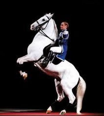 Here is a horse trivia question Which is a move used by the Lipzzaners in the Spainish Riding school in Vieanna is it,  A.Levade  B. Huistiol  C.Haute Ecole