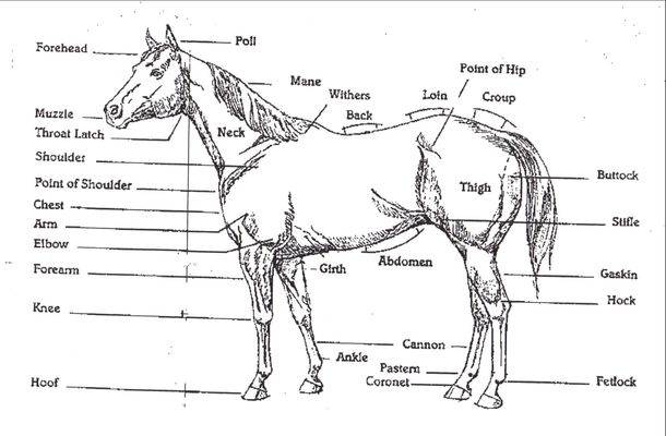 Do you have a horse, or just LOVE horses? Then PLEASE join my Horse Knowledge page. I'll try to help you with all your horsey needs and questions any day. So please Join even if you don't need any horsey help, or have any questions at the moment. (The picture for my page will look like the one used for this question)