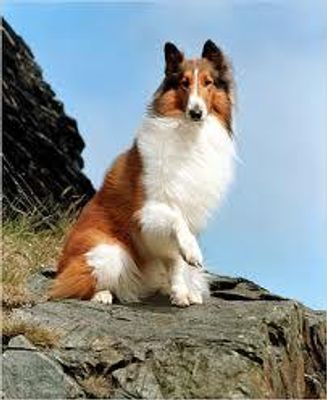 What are your 3 favorite dog breeds? Mine are the German Shepherd, Siberian Husky and the Australian Shepherd! Also give reasons why you like the breeds please! Thanx!