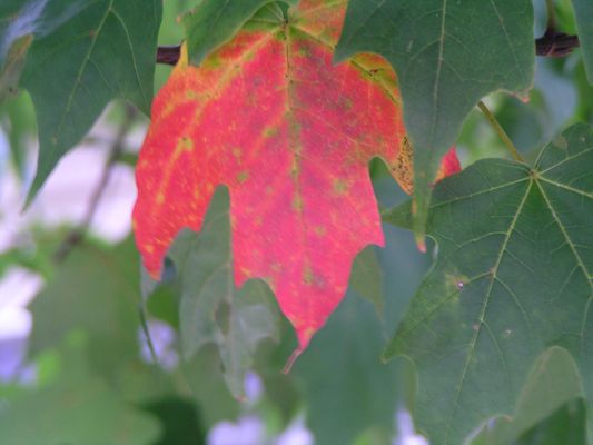 Do you think I take good pictures? I was just curious what you thought of my picture of this colorful leaf surrounded by green leafs.... Please no rude comments