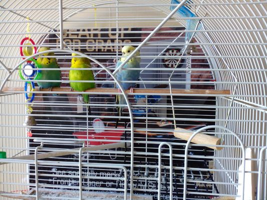 HELP!!! please, my bird could die of this My 2 year old female budgie, Florence, is attacking my male, Rio, for absoloutly no reason, and my other female Heidi, once bit Florence trying to protect him, and Rio just does nothing, I got them 3 days ago, and they were happy until last night she and Heidi decided to both beak hi , and he went down on the lowest perch and tucked his head in his back, and today, he was sitting on the same perch, and she just attacks him, for NO reason, he is not even near her, I have read that its part of their nature and I should let them be, but I cant, and always tear up when I see him so hurt, PLEASE HELP, WHAT IS  HAPPENING?????!!! And that's them in the picture, the blue one is Florence and Heidi is the smallest one