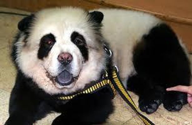 How many types of dogs are there in the world? (Mongrels and Pedigrees) I really want to know, because I would like a unique type of dog to get when I'm older! For example, the picture below looks like a panda, but it's actually a dog who likes like a panda (alot)!!!!!