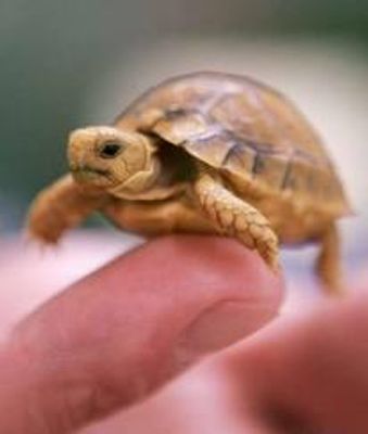 Turtles- what do you think of them? What is your opinion on turtles?