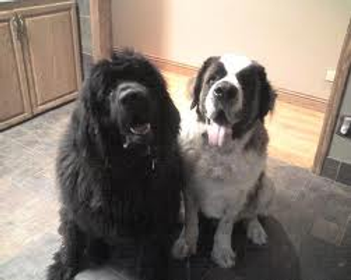 Newfoundlands or Saint bernards? I dont know because I love them both so much. What about you?