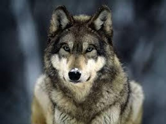 Do you think wolves are awesome? Wolves are very fascinating. I love them.