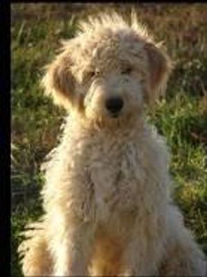 What is an ideal name for a Goldendoodle? I'd like to know what you think because I haven't got a clue