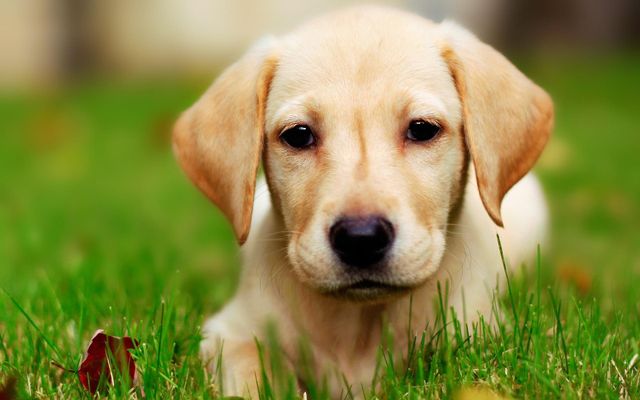 Which breed of dog is the cutest? I've always thought Labrador Retrievers were the cutest. But I realized other people might think something else. They'd think i offended them. So what breed is the cutest for you?