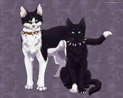 Who is your favorite evil warrior cat?