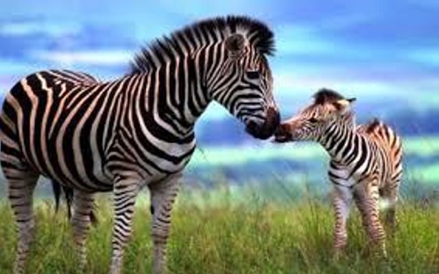 Are zebras awesome? Tell me what you think of zebras :D