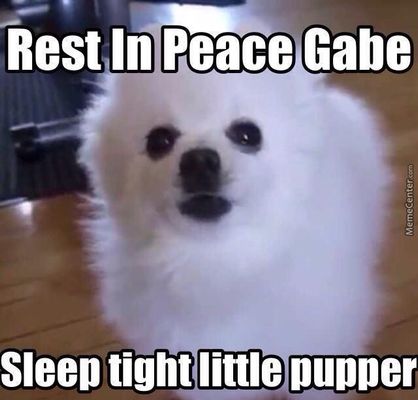 do you think gabe the doggo is borking up a riot in heaven? do you think so do you think the doggo is borking a riot in heaven? he is starlightcrusadier