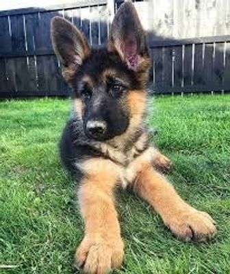 Do you think Forest the German Shepard deserve to go to the next cute competition? Forest the German Shepard puppy got the most votes for being the cutest puppy from qfeast peeps that he got a chance to compete against kittens! Do you think Forest should accept?