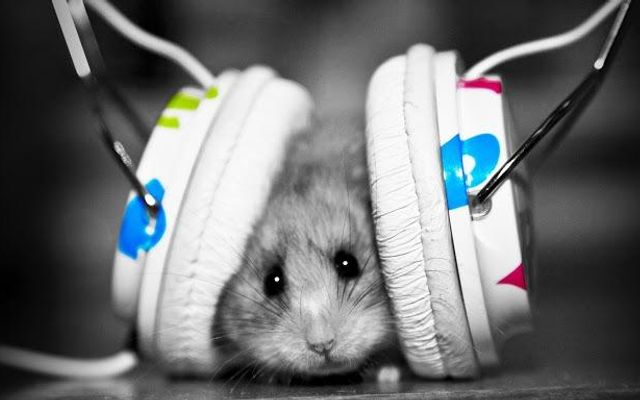 What Gernres of Music Do You Enjoy? Dubstep? Pop? Rock? Heavy Metal? Rap? Bubblegum Pop? Classical? Jazz? Hip-Hop? Electro? The possibilities are endless!