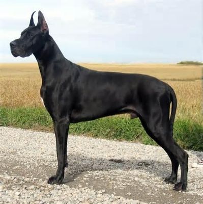 What kind of dog do you have? If you don't have a dog then i don't realy care and you don't have to put anything on here, i have 2 great danes