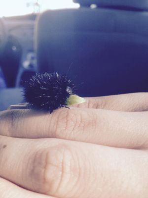 What do you feed this caterpiller? I found this catrpiller a while back, and it refuses to eat anyting i give it. The leaf its holding it sniffed at, but then left. I found it sitting on a wall, with no plants near it. I suspect its a wooly bear, but it doesn't eat any if the suggested plants i found online. Does anyone know?