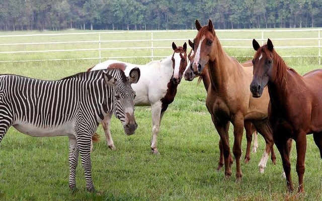 Does a horse run faster than a zebra?