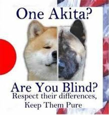 Which is best- The Japanese Akita or the American Akita? I like the Japanese Akita best!