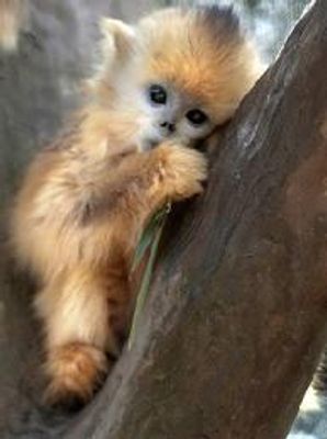 Is there such thing as a miniature monkey and can you have them as pets? I realllllllly want a pet monkey but i need to know how much they are, if it is possible to keep them as pets, and i also want a mini one that doesn't get very big otherwise i wouldn't have any space for it:( Do you think you could help me???