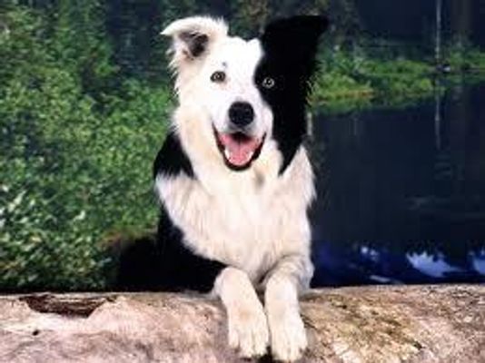 what dog is this? part 1 do you know rare and common breeds?