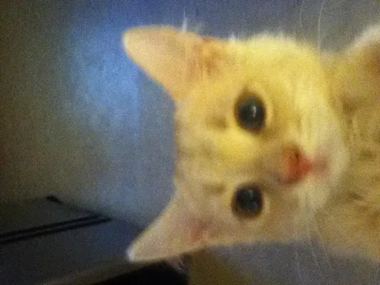 How do I get rid of fleas for good? When we found jack he was a feral kitten and abandoned by his mother who only raised one litter before his and she abandoned him at a young age and when we got him after a few weeks we gave him some flea pills and crunched them in his food and the fleas got out of his fur or came to the top of his coat and started slowely diying but after what seemed to be a month we saw a small amount of fleas kept appearing we keep trying to give him stuff to get rid of the fleas but it doesn't work my papaw says they lay eggs in the house and their offspring comes back on jack and that we should bomb the house 3 times but my parents don't want to so how can I get rid of them once and for all? Because I been starting to find them on me too.. How do I get rid of fleas for good? When we found jack he was a feral kitten and abandoned by his mother who only raised one litter before his and she abandoned him at a young age and when we got him after a few weeks we gave him some flea pills and crunched them in his food and the fleas got out of his fur or came to the top of his coat and started slowely diying but after what seemed to be a month we saw a small amount of fleas kept appearing we keep trying to give him stuff to get rid of the fleas but it doesn't work my papaw says they lay eggs in the house and their offspring comes back on jack and that we should bomb the house 3 times but my parents don't want to so how can I get rid of them once and for all? Because I been starting to find them on me too..
