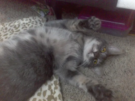 Why does my cat do this? My cat will walk and try to get me to follow to her food/water bowl. I see nothing is wrong so I leave. Then, she'll come back out and try to get me to follow her again. Why does she do this? Why does my cat do this? My cat will walk and try to get me to follow to her food/water bowl. I see nothing is wrong so I leave. Then, she'll come back out and try to get me to follow her again. Why does she do this?