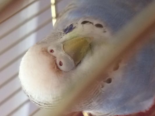 What gender is my budgie? I took a picture of his beak as I know that helps.