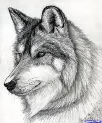 What is your favorite kind of Wolf? My two favorite wolves are the silver and gray wolf. What's yours?