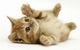 How much do you know about domestic cats!