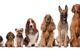 How Many Dog Breeds do you Know?